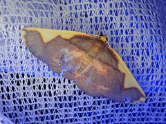 Nothomiza oxygoniodes