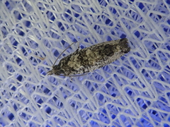 Spilonota melanocopa