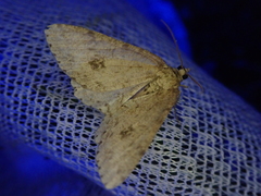 Ectropis excellens