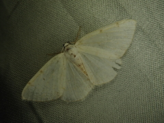 Lomographa bimaculata