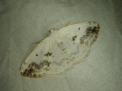 Lomographa temerata