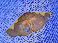 Nothomiza oxygoniodes