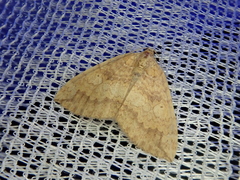 Idiotephria amelia