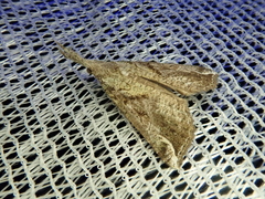 Hypena pulverulenta