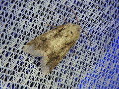 Orthosia limbata