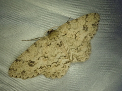 Ectropis excellens