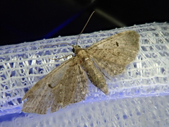 Eupithecia
