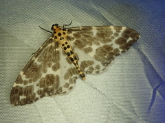 Dilophodes elegans elegans