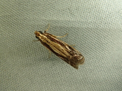 Spatulipalpia albistrialis