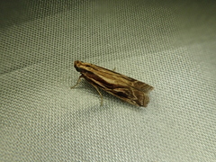Spatulipalpia albistrialis