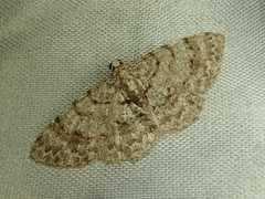 Myrioblephara nanaria