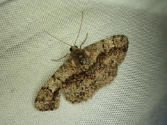 Satoblephara parvularia