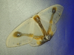 Macrocilix mysticata watsoni