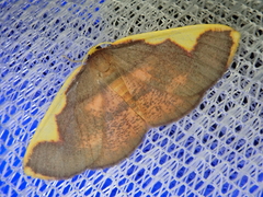 Nothomiza oxygoniodes
