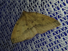 Heterolocha aristonaria