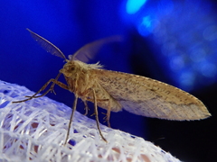 Heterolocha aristonaria