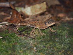 Acanthosaura meridiona
