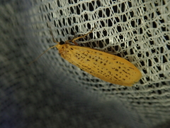 Dolgoma cribrata