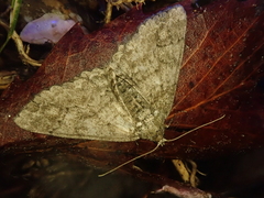 Cleora leucophaea