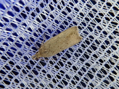 Dichomeris atomogypsa