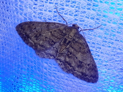 Ectropis cryptomeriae