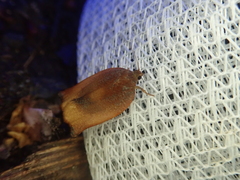Archips peratratus