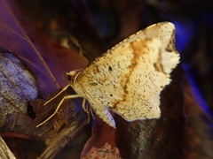 Pareclipsis gracilis