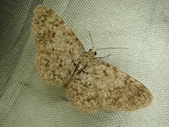 Myrioblephara nanaria