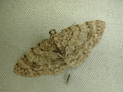 Myrioblephara nanaria