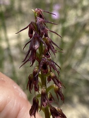 Genoplesium filiforme