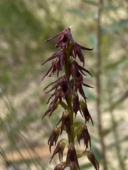 Genoplesium filiforme