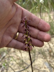 Genoplesium filiforme