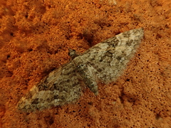 Eupithecia
