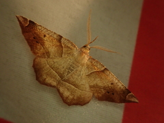 Endropiodes indictinaria