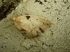 Descoreba simplex