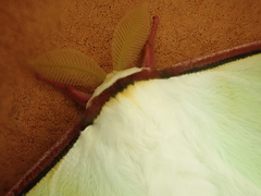 Actias aliena aliena
