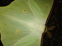 Actias aliena aliena