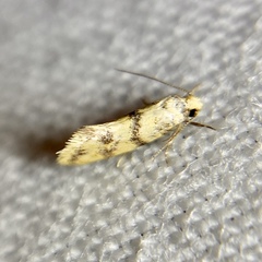 Psaroxantha basilica