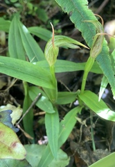 Pterostylis auriculata