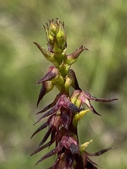 Genoplesium filiforme