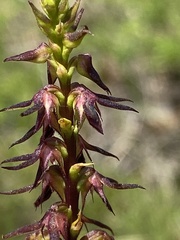 Genoplesium filiforme