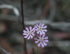 Silene