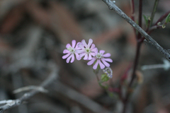 Silene