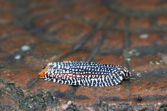 Cerace xanthocosma