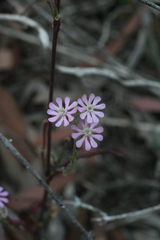 Silene