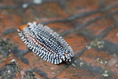 Cerace xanthocosma