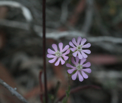 Silene