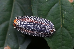Cerace xanthocosma