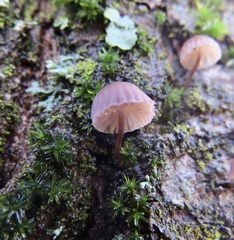 Mycena