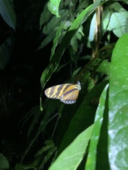 Eresia ithomioides alsina